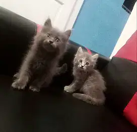 Kitten sepasang blue solid