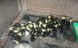Anakan bebek lati/entok.campuran jumbo sm rambon