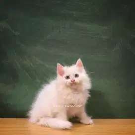KUCING MIX MAINECOON