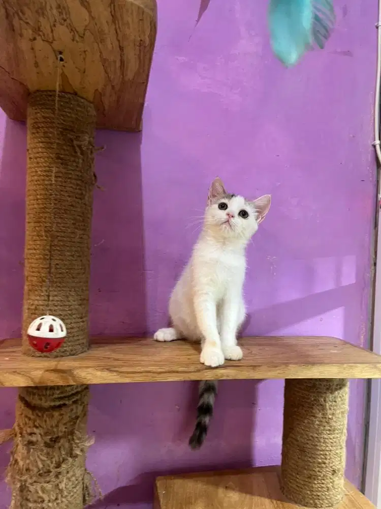 kucing persia munchkin Ns