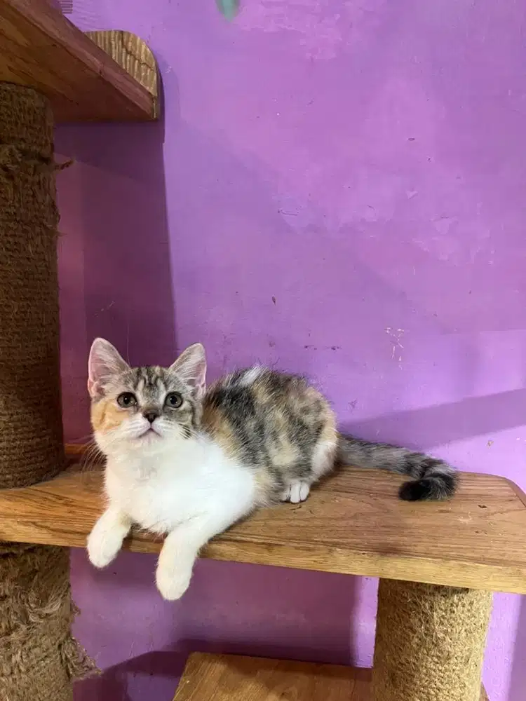 Kucing persia munchkin Ns