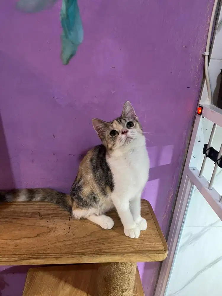 kucing scottish straight