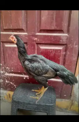Ayam betina bagus