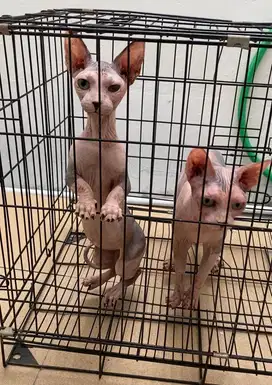 2 ekor kucing indukan bambino dan spyhnx