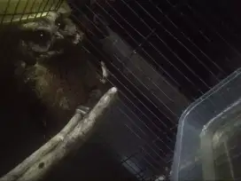 Dijual anakan burung
