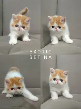 Kitten Peaknose exotic