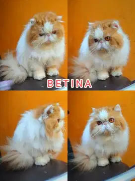 Kucing peaknose extreme longhair