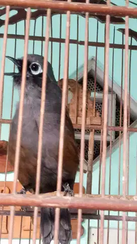 Burung poksay mandar gacor cetrekan