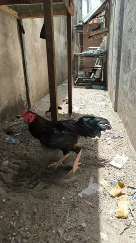 Ayam Khusus main jalu