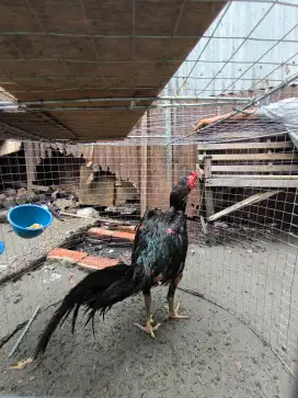 Ayam Bulbi Badan Sudah Jadi