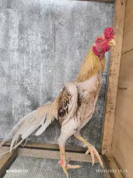 Assel parrot untuk cetak ayam super besar