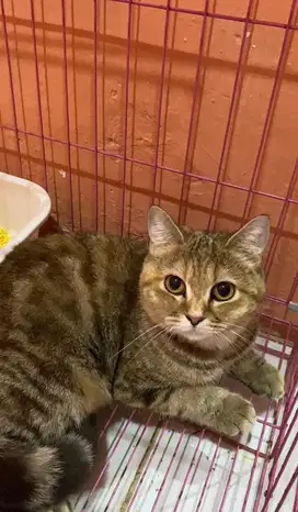 Kucing BSH Tabby