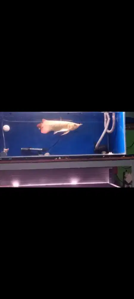 Ikan arwana Super Red