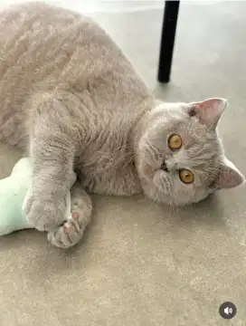 Lepas adopsi bsh pure
Betina Lilac usia 9 bln
, Jantan usia 3 thn