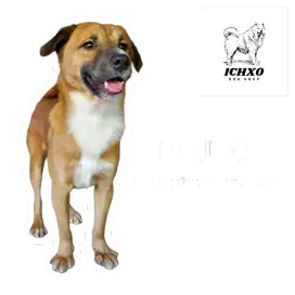 DIJUAL ANJING PELIHARAAN