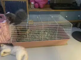 Kandang kelinci dan mamrut besar