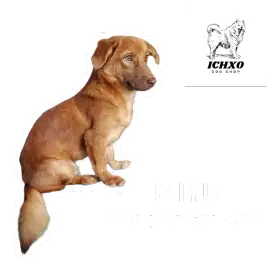 DIJUAL ANJING PELIHARAAN