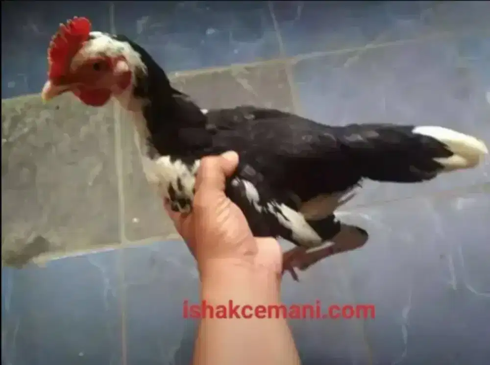 Ayam Tulak Jantan Remaja Super Langka Dan Super Jarang Ada