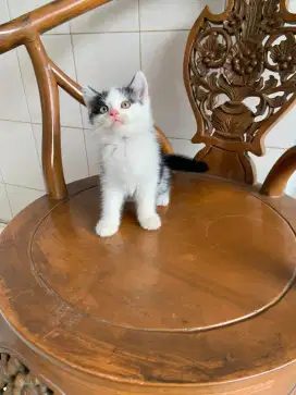 British shorthair mix scottish