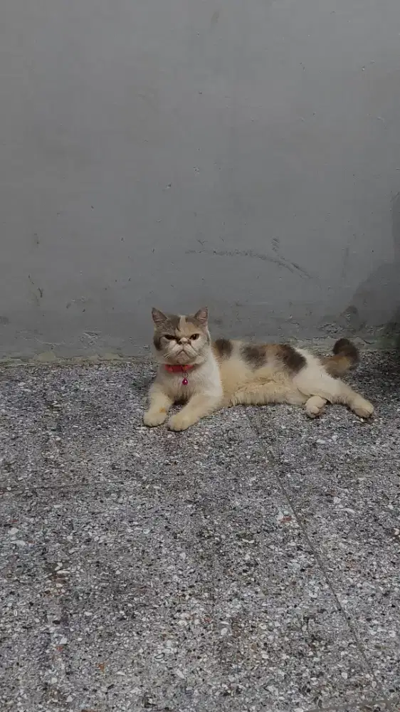 Kucing Exotic & Scottish Straight (SemiHibah)