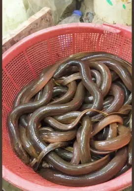 Menjual belut hidup buat kebutuhan konsumsi