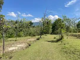 Kebun Jati Tanah Kering 5,538 M2