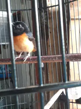 Murai betina siapan indukan