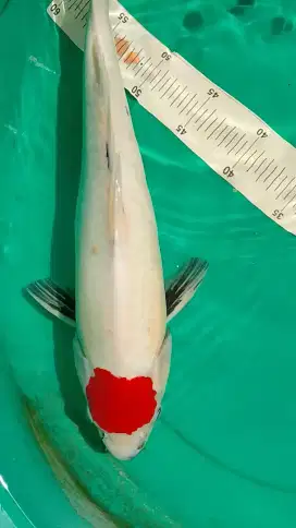 Ikan koi jenis Tancho Showa 43cm male