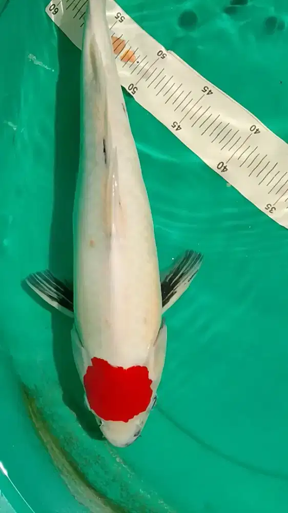 Ikan koi jenis Tancho Showa 43cm male pola original