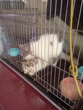 Kucing Persia redgold