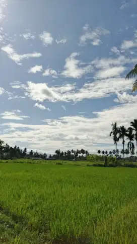 Di Jual Cepat Sawah Pinggir jalan