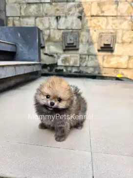 Anjing Pom Pomeranian TEACUP