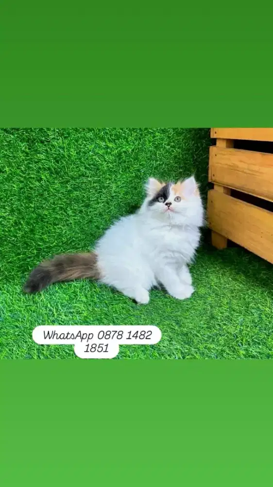 adopsi berbagai jenis kucing