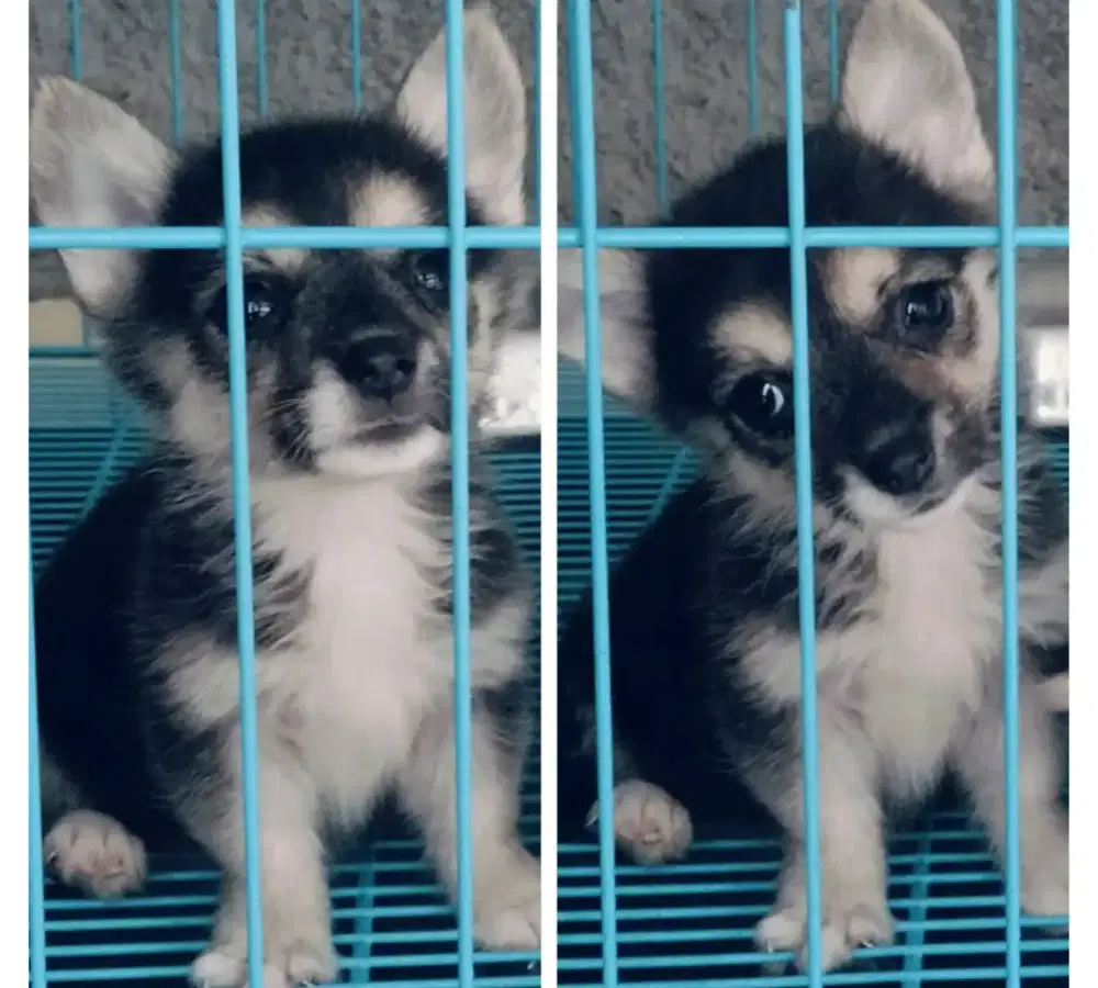 Corgi Jantan Betina