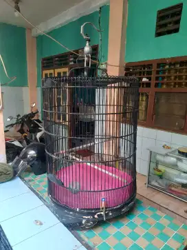 Kandang murai no 1
