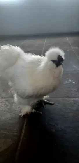 Ayam american silkie