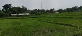 Dijual Sawah Strategis & Subur – 2.435 m² (SHM) – Klaten, Jawa Tengah