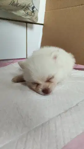 Anak Anjing Pom