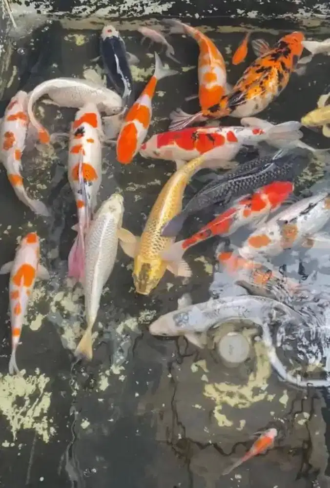 IKAN KOI PELIHARAAN