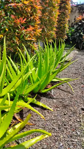 Lidah Buaya Berbagai Ukuran