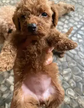anak anjing lucu