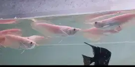 Arwana silver albino