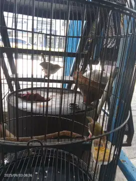 Perenjak bawah  anak mandiri sepasang