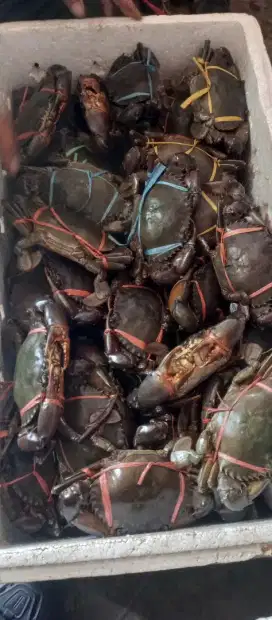 kepiting hidup daging padat sekilo isi 4-5