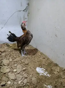 Anakan jantan ayam hutan
