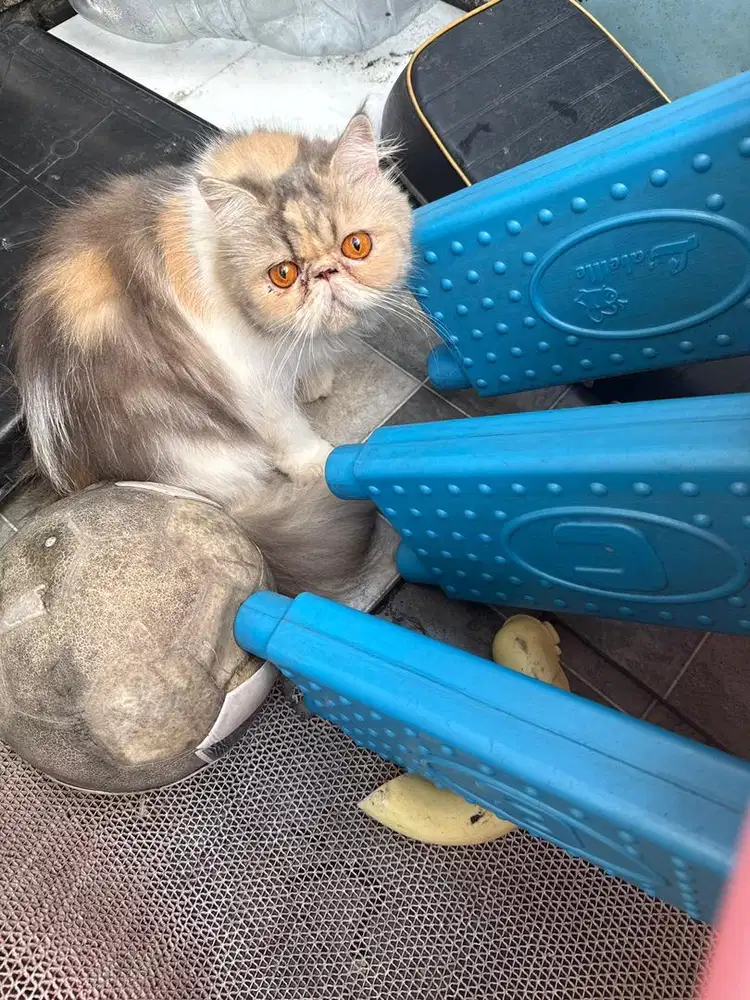 Adpo kucing pesek