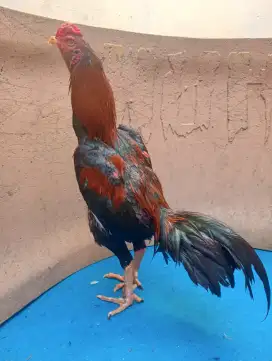 Ayam Bangkok Klasik ukuran 5 bahu