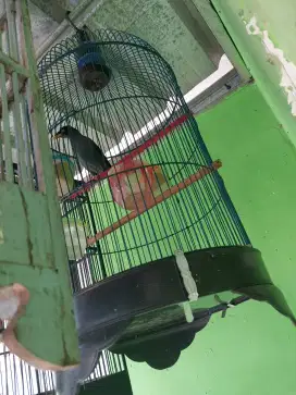 Jual burung pintar