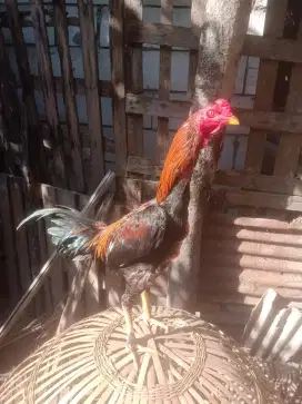 Ayam bangkok BK
