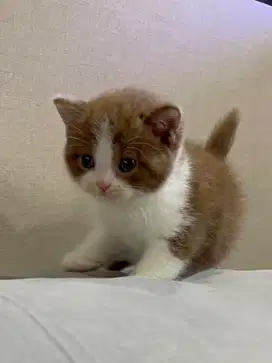 BSH British Shorthair Bicolor Cinnamon Jantan